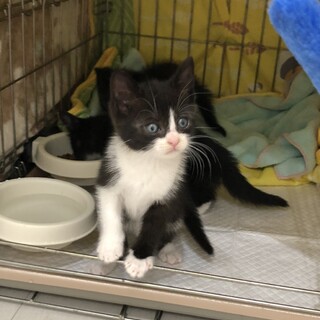 白黒ハチワレ  あんこちゃん 名古屋