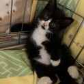 白黒ハチワレ おはぎちゃん 名古屋から