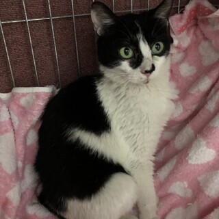 3匹のママ しるこちゃん 愛知から