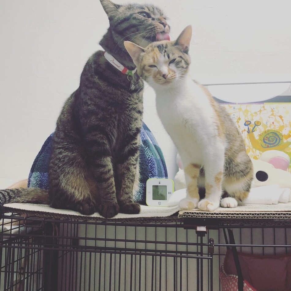 小春のカバー写真