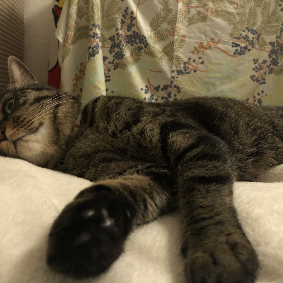 小虎のカバー写真