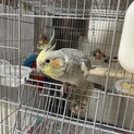 里親様決まりました。オカメインコ男の子