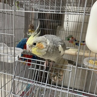 里親様決まりました。オカメインコ男の子