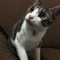 てん