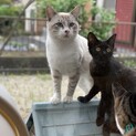 シャム系ミックス / ブルーの瞳の猫ちゃん