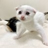 スコティッシュ？な垂れ耳三毛子猫♪ サムネイル2
