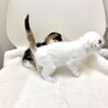 スコティッシュ？な垂れ耳三毛子猫♪ サムネイル7