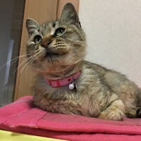 きい