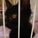 黒猫ちゃんの里親募集です。