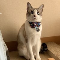 はる