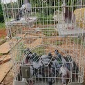 レース鳩 飼っていただけるだけお譲りします