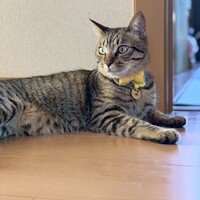 うた