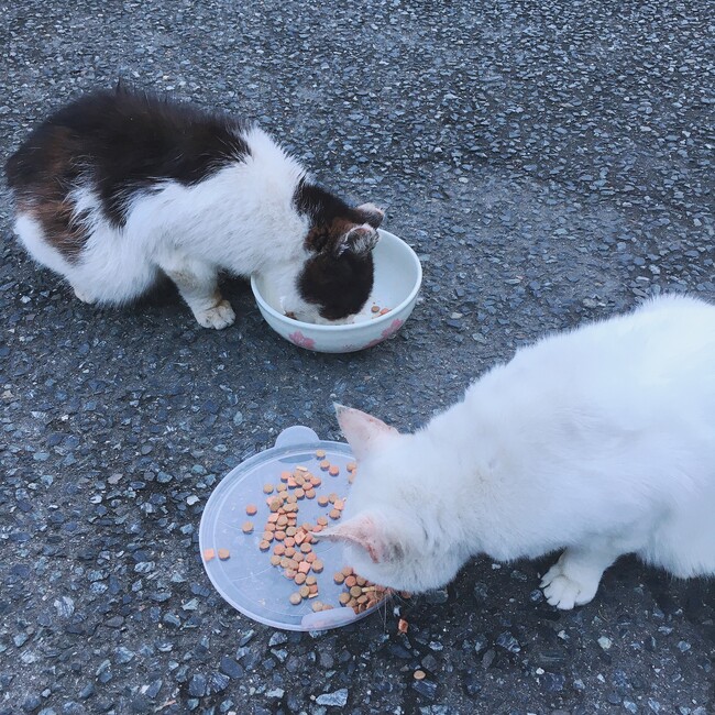 たつひろのカバー写真