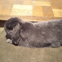 うさぎの里親募集です！