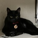 小柄な黒猫の女の子です！