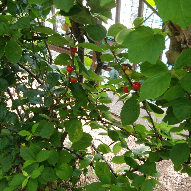 toranecoのカバー写真