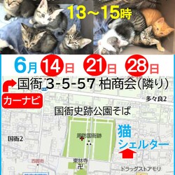 子猫のお見合い会