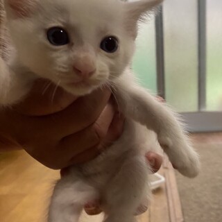 シロネコ♂1ヶ月半