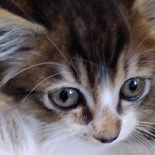 スリスリ、抱っこ何でもござれのイチゴちゃんです！