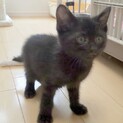 人懐こい黒猫 男の子