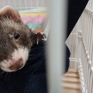 カナディアンフェレット♀