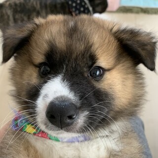 生後約２、３か月　モフモフの人慣れした子犬　オス