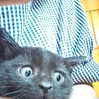 ひとりぼっちの子猫