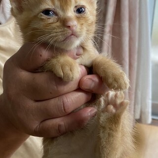 茶トラ♀1ヶ月半