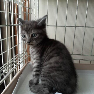 子猫☆メス☆スモーク柄(ｷﾞｼﾞ)