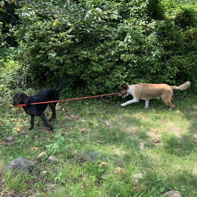 わんにゃんレスキューはぴねすのカバー写真