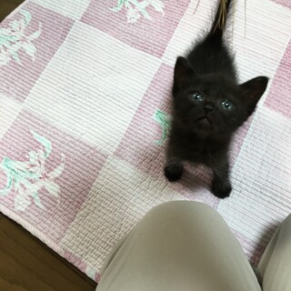 フワフワ黒猫さん