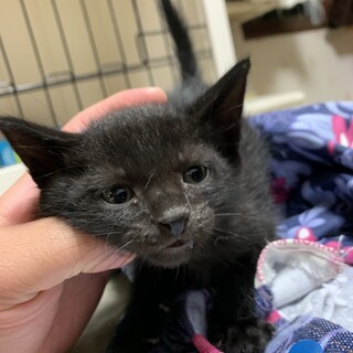 わんぱくネーロくん