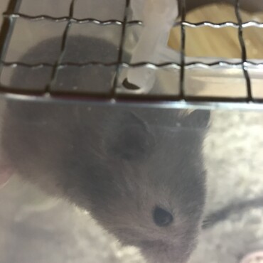 現状報告！12月に引き取ったセーブルのメスちゃんです。