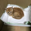茶トラの子猫