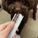 トイプードル1歳オス