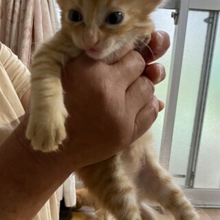 茶トラ2匹目の男の子1ヶ月半