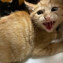 トライアル調整中です！