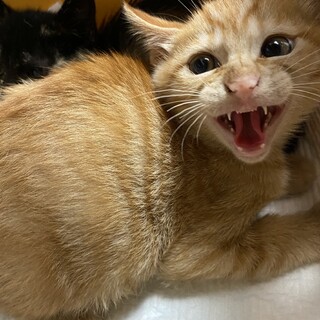 トライアル調整中です！