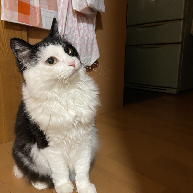 ベイビーちゃんのカバー写真