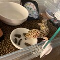 ヒョウモントカゲモドキの里親さん募集