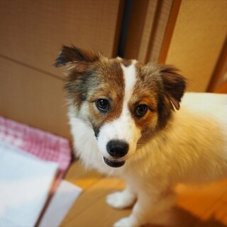 ちょっと怖がりで甘えん坊な女の子「ぱふ」