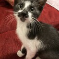 抱っこ大好き甘えん坊さんを家族にして下さい。