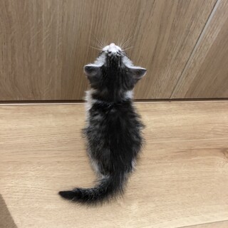 甘えんぼの女の子一匹です