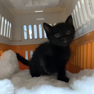 家族が出来ました♡推定1ヶ月半☆黒猫子猫♂