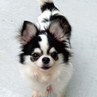 チワワのブリアンちゃん