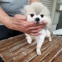 ポメラニアン　A-152