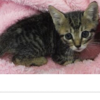 里親様に迎えられました。子猫♀057