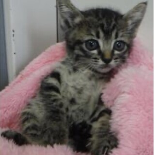 里親様に迎えられました。子猫♀060