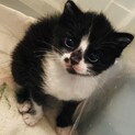 離乳期の子猫