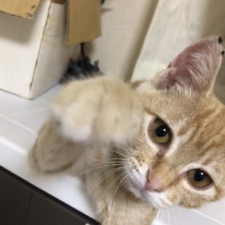 茶トラの女の子 交渉中につき停止中